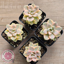 Load image into Gallery viewer, Graptopetalum paraguayense ssp. bernalense variegated