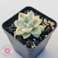 Load image into Gallery viewer, Graptopetalum paraguayense ssp. bernalense variegated
