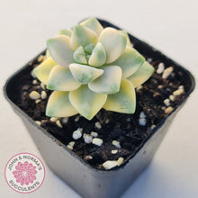 Load image into Gallery viewer, Graptopetalum paraguayense ssp. bernalense variegated
