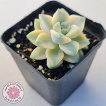 Load image into Gallery viewer, Graptopetalum paraguayense ssp. bernalense variegated