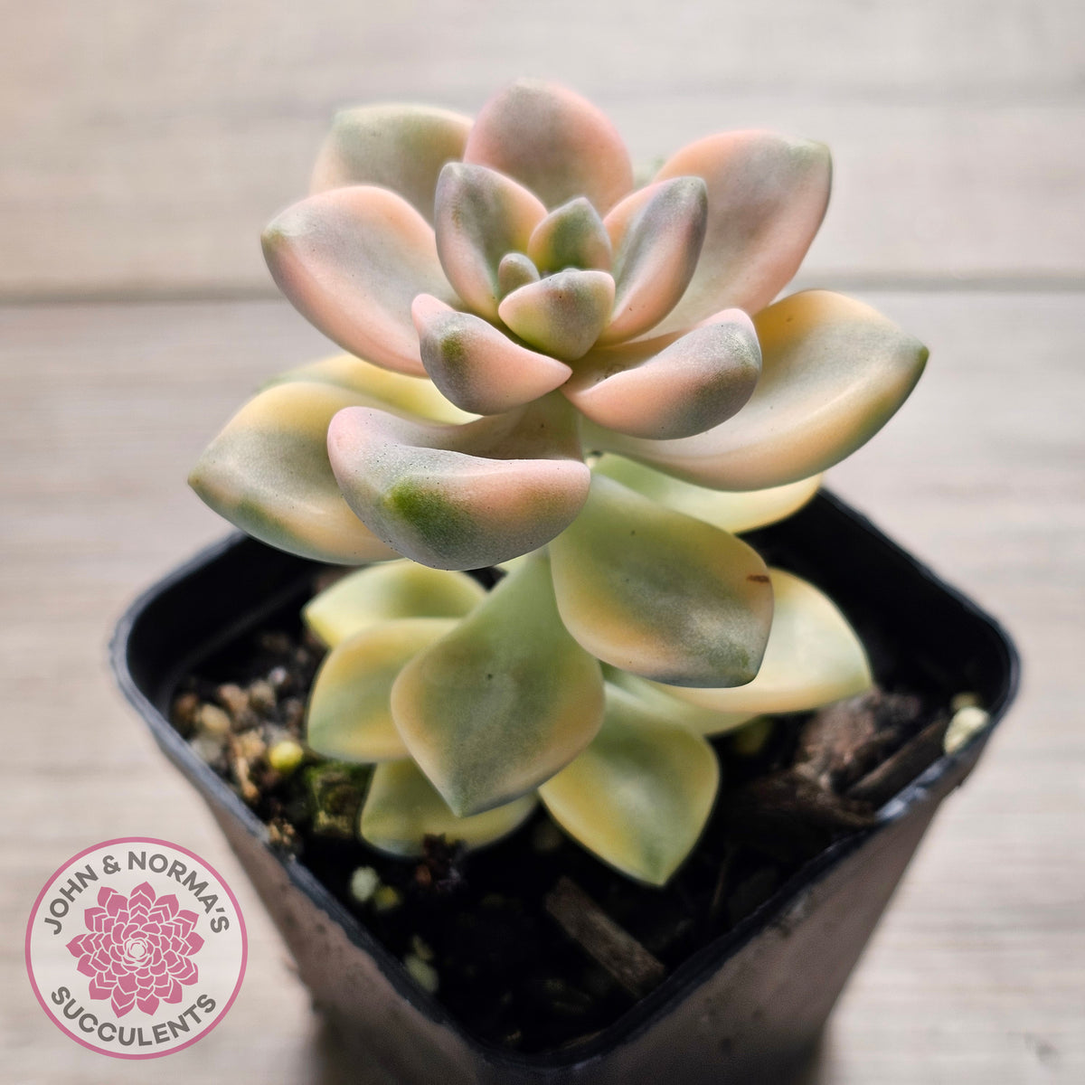 Graptopetalum paraguayense ssp. bernalense variegated