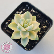 Load image into Gallery viewer, Graptopetalum paraguayense ssp. bernalense variegated