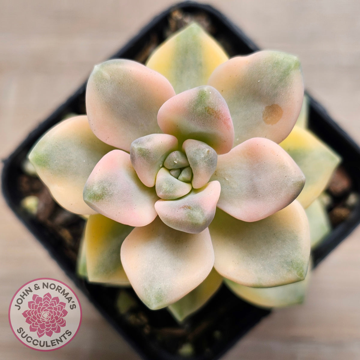 Graptopetalum paraguayense ssp. bernalense variegated