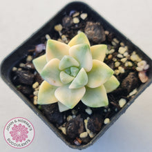 Load image into Gallery viewer, Graptopetalum paraguayense ssp. bernalense variegated