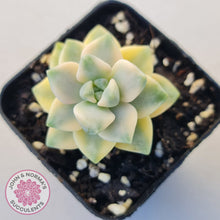 Load image into Gallery viewer, Graptopetalum paraguayense ssp. bernalense variegated