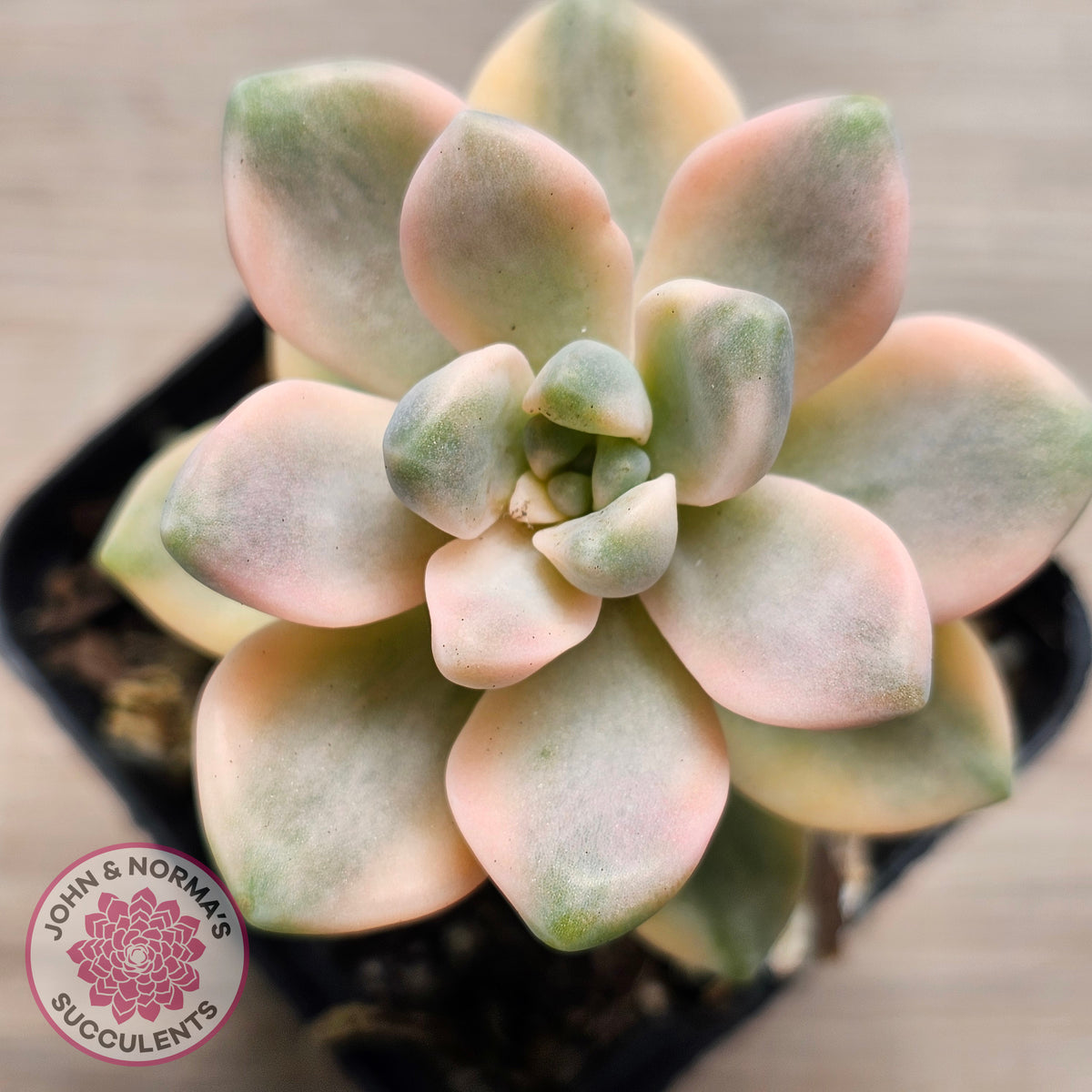 Graptopetalum paraguayense ssp. bernalense variegated