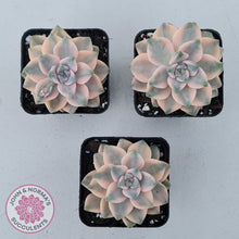 Load image into Gallery viewer, Graptopetalum paraguayense ssp. bernalense variegated