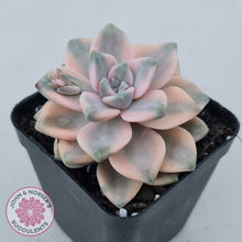 Load image into Gallery viewer, Graptopetalum paraguayense ssp. bernalense variegated