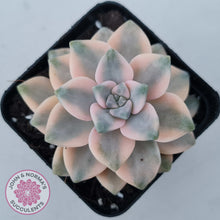 Load image into Gallery viewer, Graptopetalum paraguayense ssp. bernalense variegated