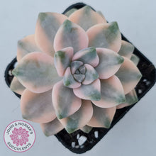 Load image into Gallery viewer, Graptopetalum paraguayense ssp. bernalense variegated