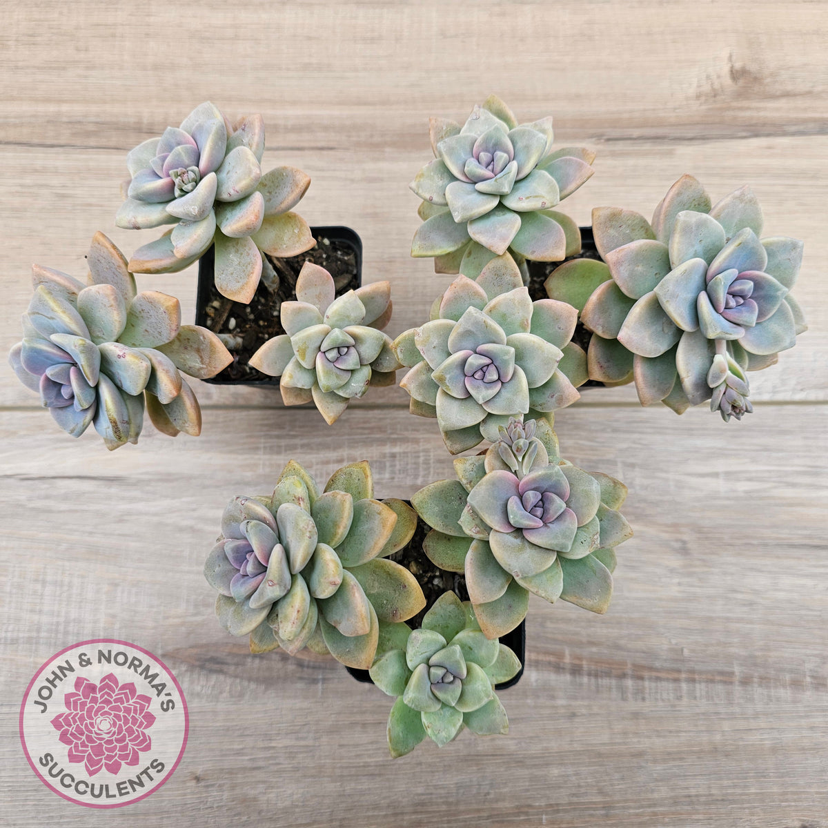 Graptopetalum paraguayense ssp. bernalense