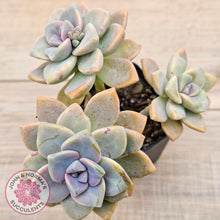 Load image into Gallery viewer, Graptopetalum paraguayense ssp. bernalense