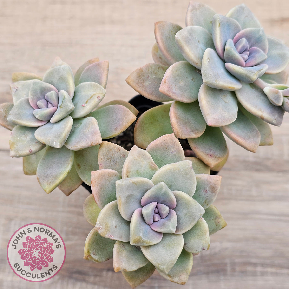 Graptopetalum paraguayense ssp. bernalense