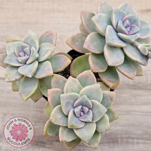 Load image into Gallery viewer, Graptopetalum paraguayense ssp. bernalense