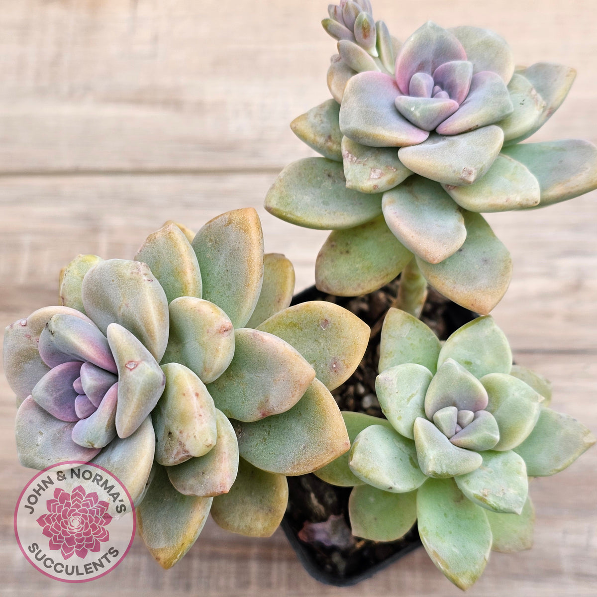 Graptopetalum paraguayense ssp. bernalense