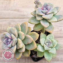 Load image into Gallery viewer, Graptopetalum paraguayense ssp. bernalense