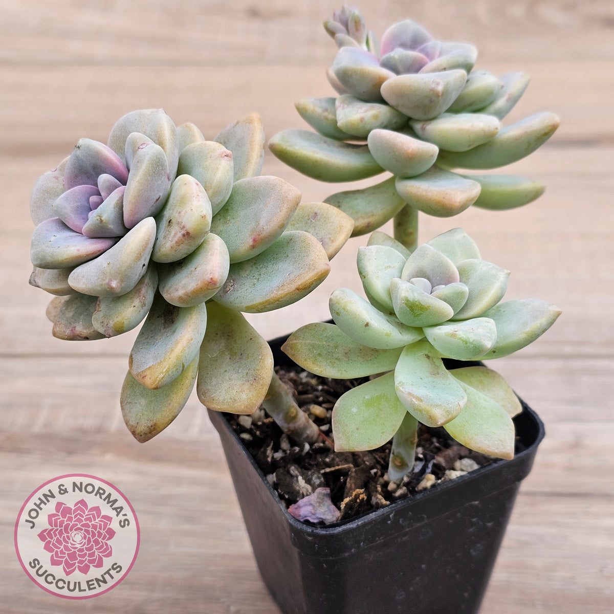 Graptopetalum paraguayense ssp. bernalense
