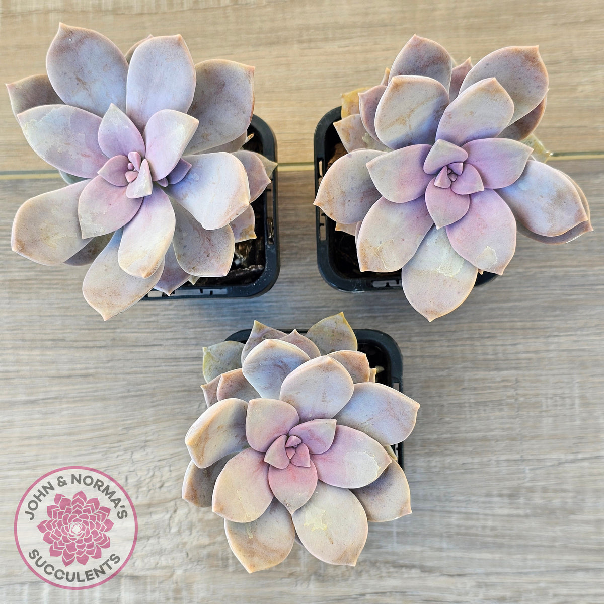 Graptopetalum pentandrum 'Superbum' (single)