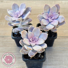 Load image into Gallery viewer, Graptopetalum pentandrum 'Superbum' (single)