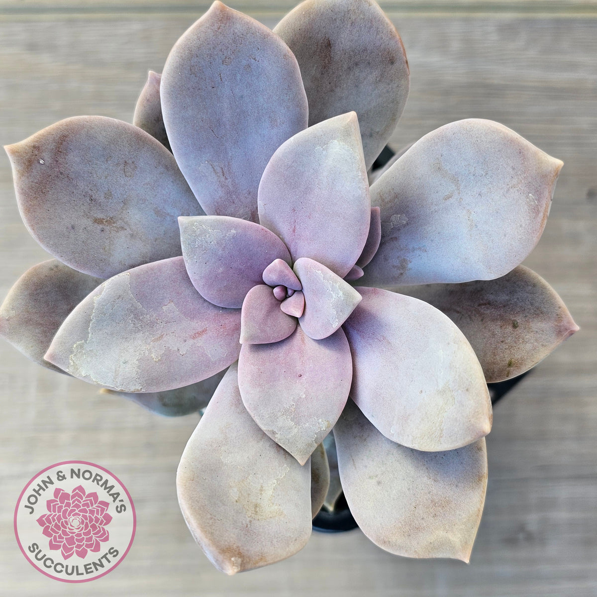 Graptopetalum pentandrum 'Superbum' (single)