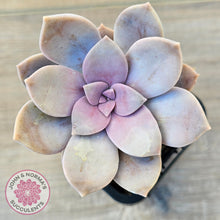 Load image into Gallery viewer, Graptopetalum pentandrum 'Superbum' (single)