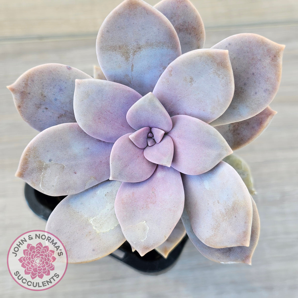 Graptopetalum pentandrum 'Superbum' (single)