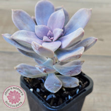 Load image into Gallery viewer, Graptopetalum pentandrum 'Superbum' (single)