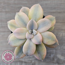 Load image into Gallery viewer, Graptopetalum pentandrum 'Superbum' variegata (Same Plant)