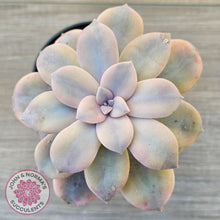Load image into Gallery viewer, Graptopetalum pentandrum 'Superbum' variegata (Same Plant)