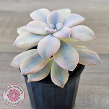 Load image into Gallery viewer, Graptopetalum pentandrum 'Superbum' variegata (Same Plant)