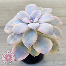Load image into Gallery viewer, Graptopetalum pentandrum 'Superbum' variegata (Same Plant)