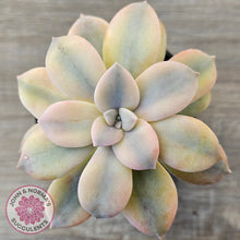 Load image into Gallery viewer, Graptopetalum pentandrum 'Superbum' variegata (Same Plant)
