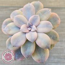 Load image into Gallery viewer, Graptopetalum pentandrum 'Superbum' variegata (Same Plant)