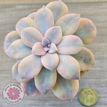 Load image into Gallery viewer, Graptopetalum pentandrum 'Superbum' variegata (Same Plant)
