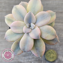 Load image into Gallery viewer, Graptopetalum pentandrum 'Superbum' variegata (Same Plant)