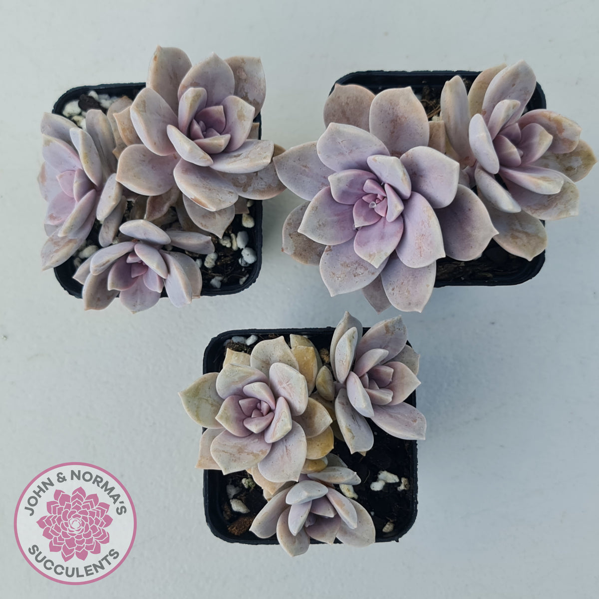 Graptopetalum pentandrum 'Superbum' (single)