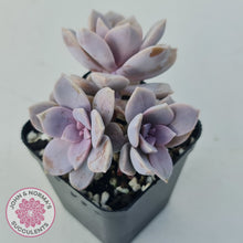 Load image into Gallery viewer, Graptopetalum pentandrum 'Superbum' (single)