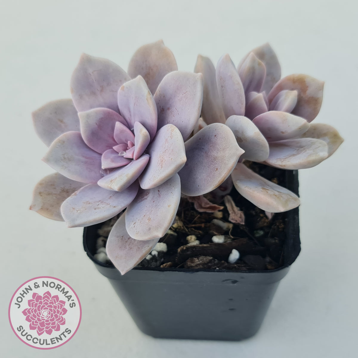 Graptopetalum pentandrum 'Superbum' (single)