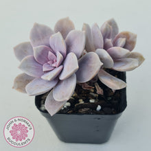 Load image into Gallery viewer, Graptopetalum pentandrum 'Superbum' (single)