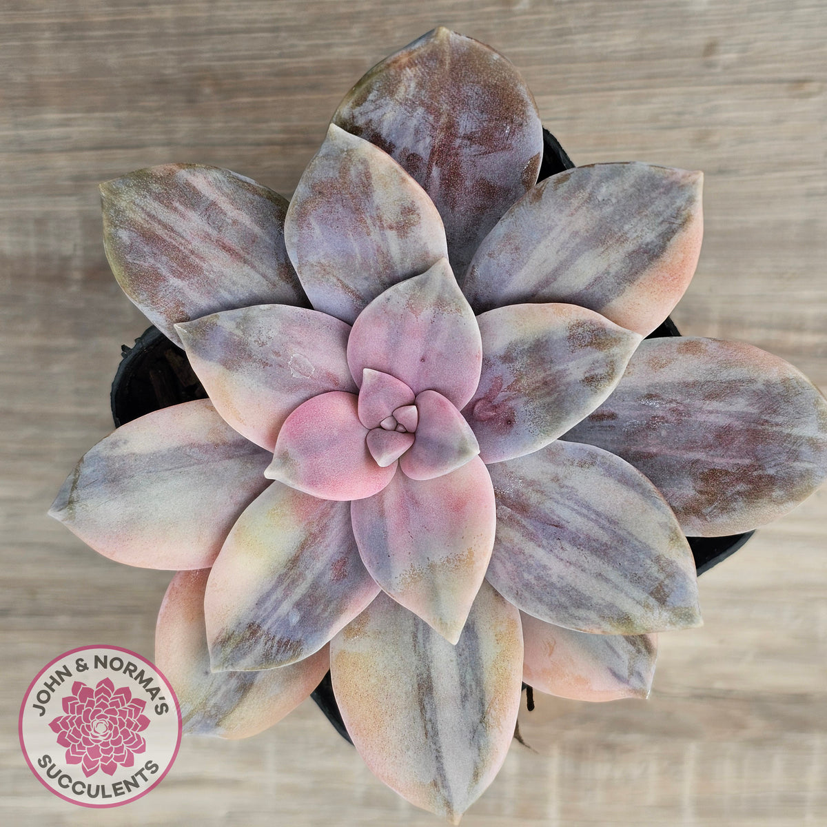 Graptopetalum pentandrum 'Superbum' variegata (Same Plants)