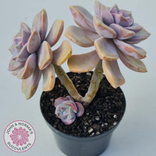 Load image into Gallery viewer, Graptopetalum 'Purple Delight' - 90mm Large - John & Norma's Succulents Australia
