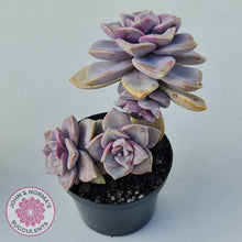 Load image into Gallery viewer, Graptopetalum 'Purple Delight' - 90mm Large - John & Norma's Succulents Australia