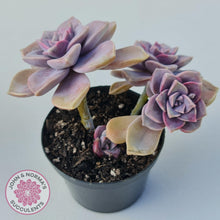 Load image into Gallery viewer, Graptopetalum 'Purple Delight' - 90mm Large - John & Norma's Succulents Australia