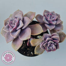 Load image into Gallery viewer, Graptopetalum 'Purple Delight' - 90mm Large - John & Norma's Succulents Australia