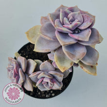 Load image into Gallery viewer, Graptopetalum 'Purple Delight' - 90mm Large - John & Norma's Succulents Australia