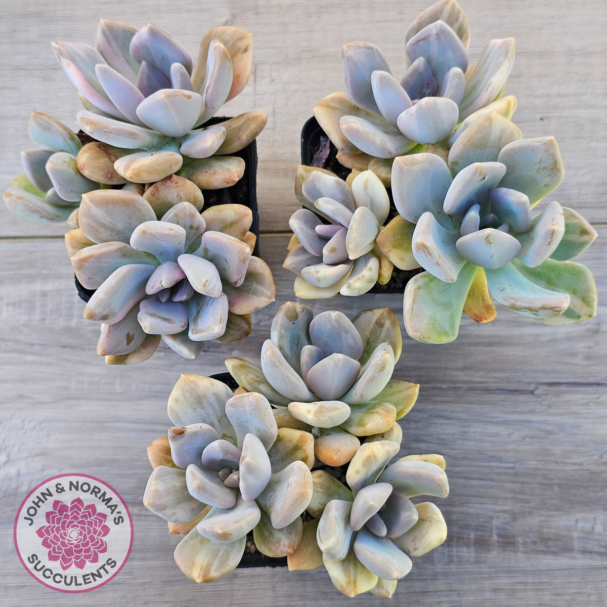 Graptophytum Supreme Variegated (multi)