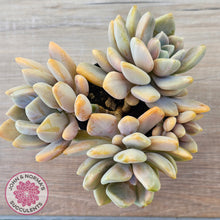 Load image into Gallery viewer, Graptophytum Supreme Variegated (multi)