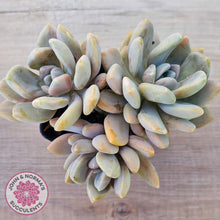 Load image into Gallery viewer, Graptophytum Supreme Variegated (multi)