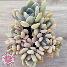 Load image into Gallery viewer, Graptophytum Supreme Variegated (multi)