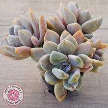 Load image into Gallery viewer, Graptophytum Supreme Variegated (multi)